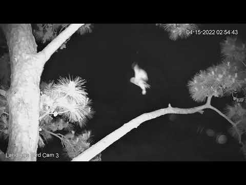 Savannah GHO Nest - Little Owl fledged for 2 meters