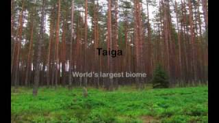 Taiga