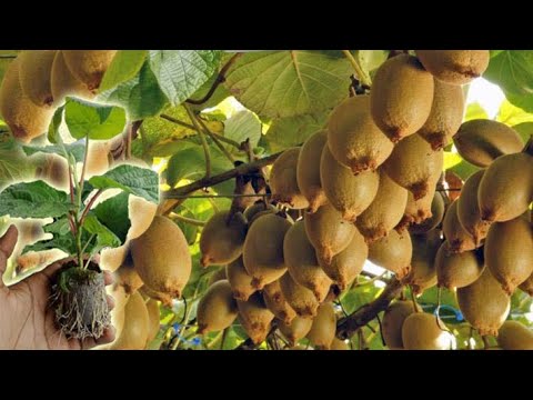 , title : 'How to Grow, Prune, And Harvesting Kiwifruit - Gardening Tips'