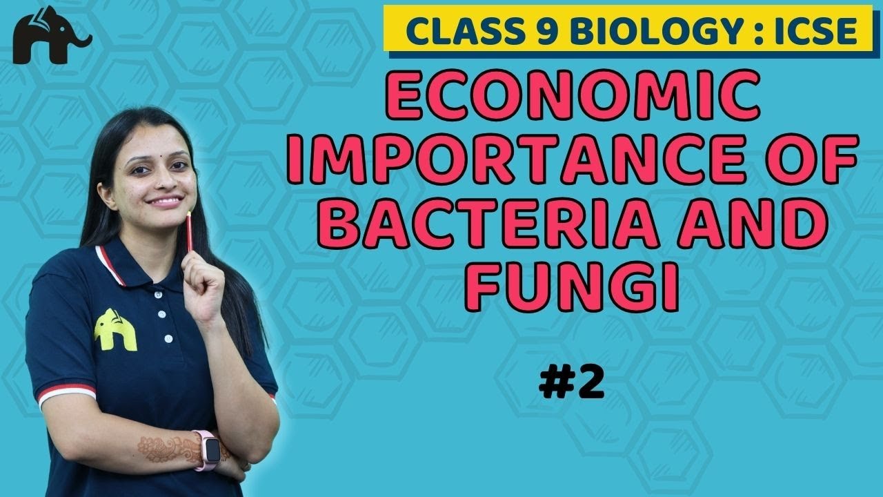 Economic Importance of Bacteria and Fungi Class 9 ICSE Biology | Selina Chapter 8 #2