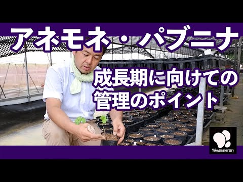 パニーナについて詳しく解説