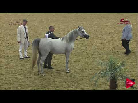 N 43 NAJLA UMM ALUDHAM   2019 Al Shaqab Arabian Horse Show Festival   Fillies 2 Years Old Class 3A