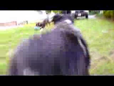 Haida playing frisbee