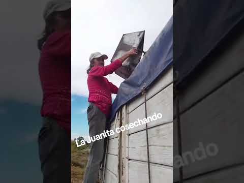 Rivadavia Mendoza cosecha de uva 2025