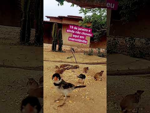 previsão de chuvas aqui na região de marcolândia no Piauí #aves