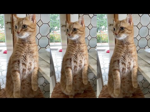 🐈 Cat reaction on this sound that reminds cat they was worship in Egypt, is it true ?