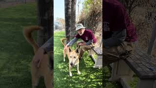Video preview image #1 German Shepherd Dog-Siberian Husky Mix Puppy For Sale in Pasadena, CA, USA