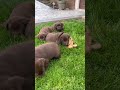Labrador Retriever dogs for sale: Tom - Video 1
