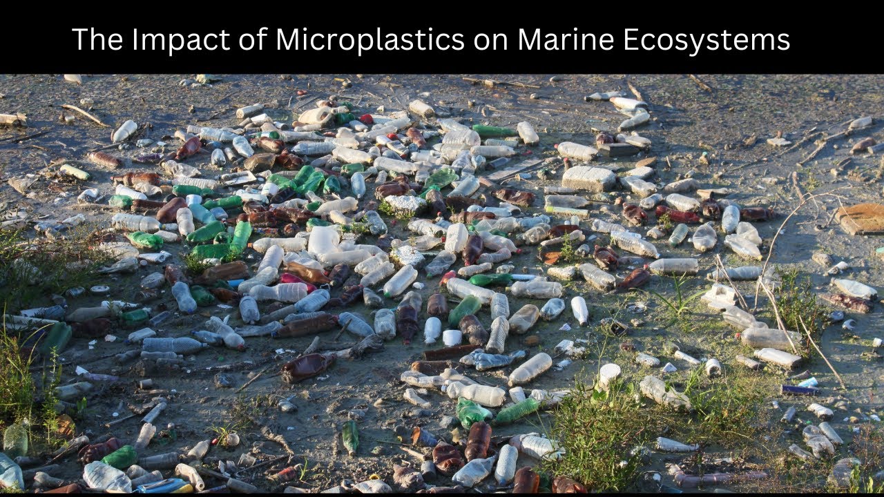 The Hidden Threat: The Impact of Microplastics on Marine Ecosystems