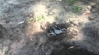 how to set a Rabbit Trap