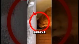 DUKE SALVOU A SUA FÁMILIA!