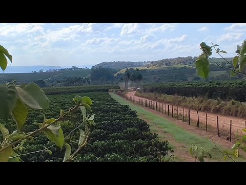 Estrada, poeira e cafezais de Claraval mg