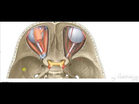 Dura matter blood supply 2