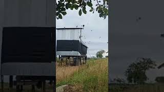 Download lagu Pahami ini untuk membuat Respons walet awet dan cepat menginap mp3 Download lagu Pahami ini untuk membuat Respons walet awet dan cepat menginap mp3