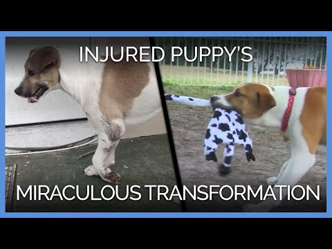 Injured Puppy’s Miraculous Transformation
