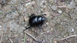 Dung Beetle Bockenauer Schweiz Nahe