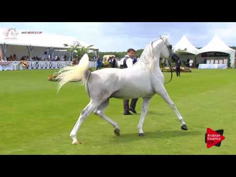 N.58 MAHDER AL JAMAL - Chantilly 2017 World Cup - 4/6 Years Old Stallions (Class 9)