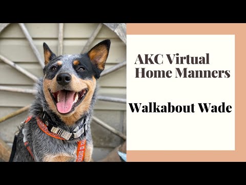 AKC Virtual Home Manners - Puppy Title