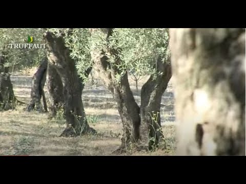 download lagu mp3 mp4 Olivier Arbre, download lagu Olivier Arbre gratis, unduh video klip Olivier Arbre