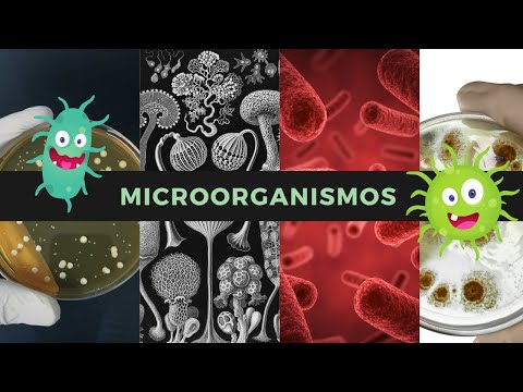 El poder de los microorganismos: Descubre el mundo de los microbios