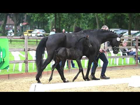 Stutfohlen von Ibiza Dream x Don Frederico