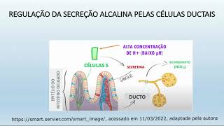 Aprendendo Fisiologia: Pâncreas exócrino (por Marilda Brasil)
