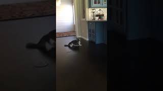 Funny Videos 2021 ● #shorts