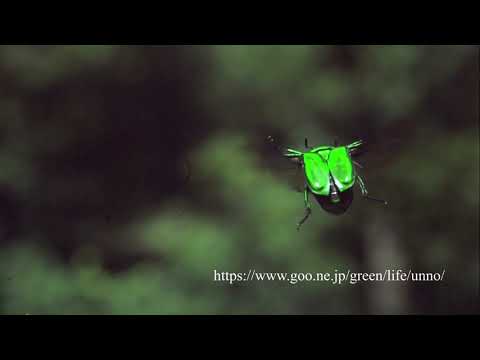 アオカナブンの飛翔　Drone beetle in flight