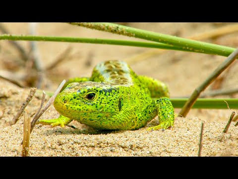 The Fierce Coasts of Wild Great Britain | Our World
