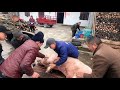 Pig Slaughter - Two rural brothers taught themselves how to kill pigs