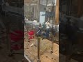 Reproduce el video