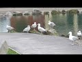 Herring Gulls Taking Over Corner Of Park