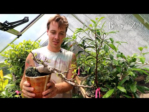 Bench Tour at Connors, Part 4, The Bonsai Zone, Aug 2022