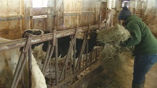 Cows adjusting to Daylight Saving Time too