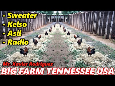 Asil Sweater Kelso Radio - Chilango's Farm | Beautiful Birds