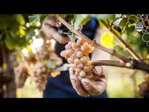Weinland Südtirol - Weinlese 2016