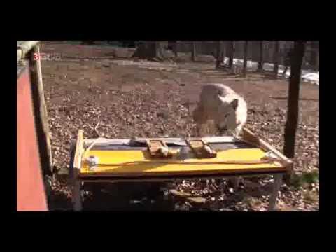 Newton - Die mit den Wölfen tanzen | EXTREME Wölfe in Europa [HD Doku DEUTSCH] 2016