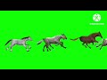Horses Stampede Green Screen