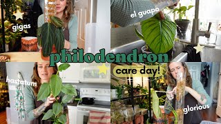 🌿 big philodendron chore day!! 🌿 repotting, propagating, & caring for some of my favourite plants
