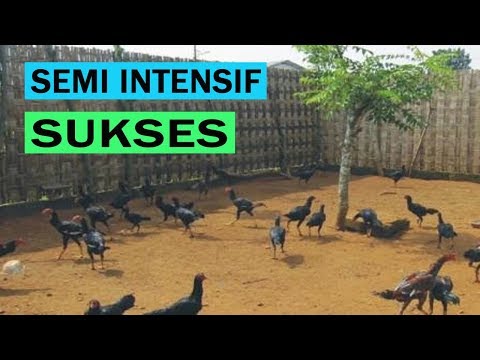 Download Budidaya Ayam Kampung Dangdut Mania