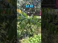 Trending Funny Titali Udi Song Funnyshorts Masti Ytshorts Viralshort Musicgenre Famous