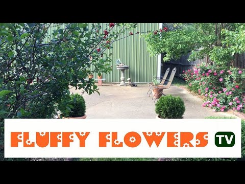Peaceful Back Cottage Garden with Dogs 2 minute Tranquility