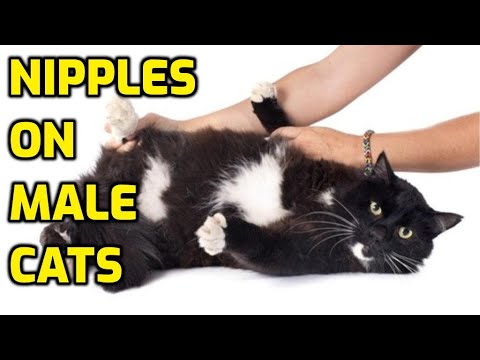 Why Do Male Cats Have Nipples?