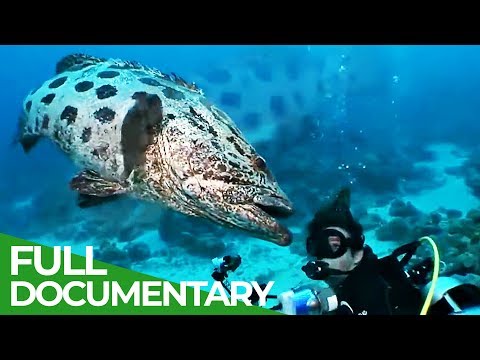The Underwater Wonderland of Australia