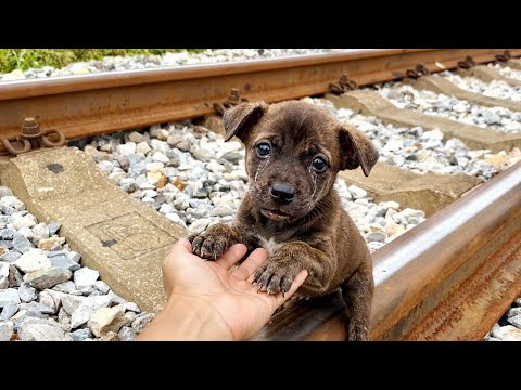 I Just Gave the Puppy a Little Snack 🐶, Then it suddenly cling tightly to my hand.