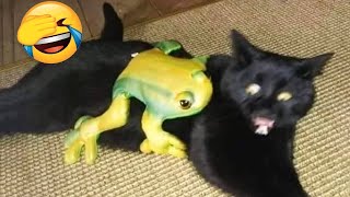 Funniest Animal - Best Of The 2022 Funny Dogs And Cats Videos #7