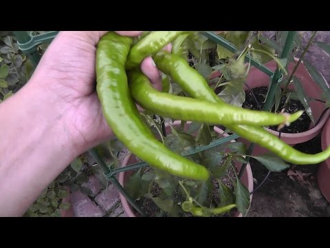 Pepper plant profile - cayenne pepper