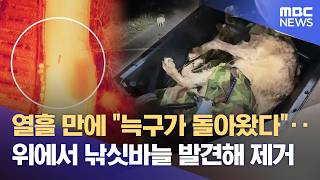 늑구가 돌아왔다 긴박했던 포획 순간 (2026.04.17/뉴스데스크/대전MBC)
