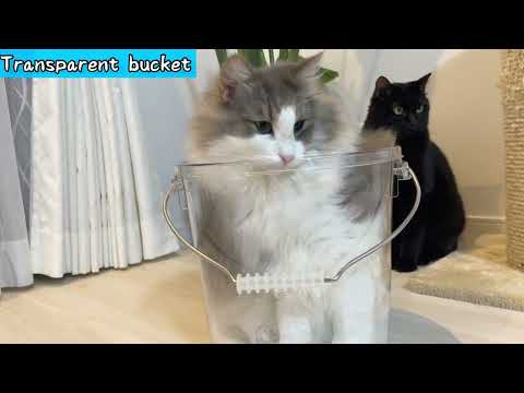 【Norwegian Forest Cat Cat】Why do cats go into the box?