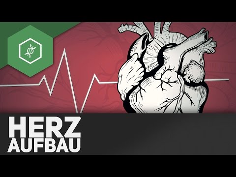 The structure of the heart